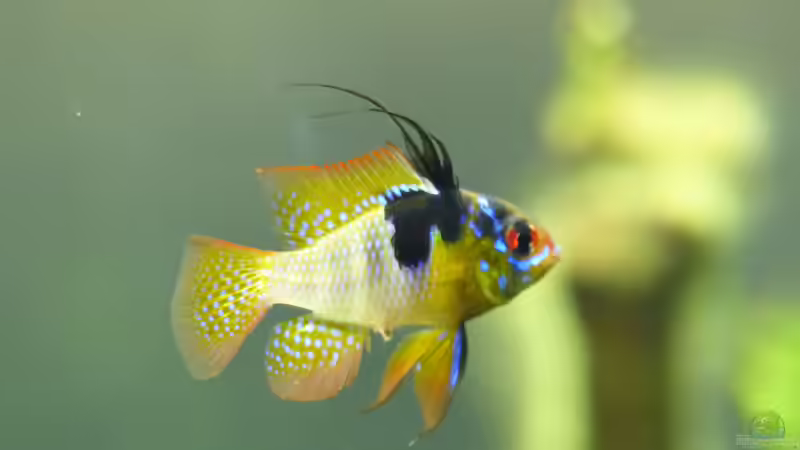 Mikrogeophagus Ramirezi von BlueWave (9)