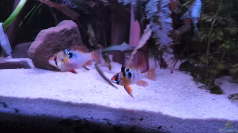 Mikrogeophagus ramirezi von Guzzi-Werner (37)