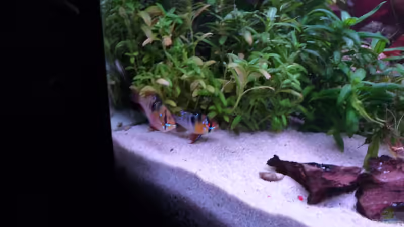 Mikrogeophagus ramirezi von Guzzi-Werner (41)