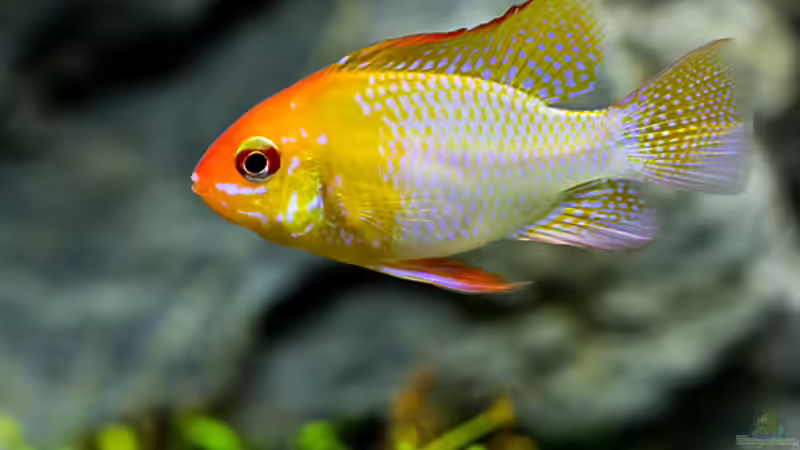Mikrogeophagus ramirezi von Hans J (15)