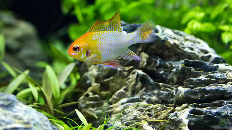 Mikrogeophagus ramirezi von Hans J (16)
