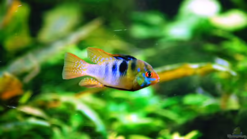 Mikrogeophagus ramirezi von Michael Seraph (29)