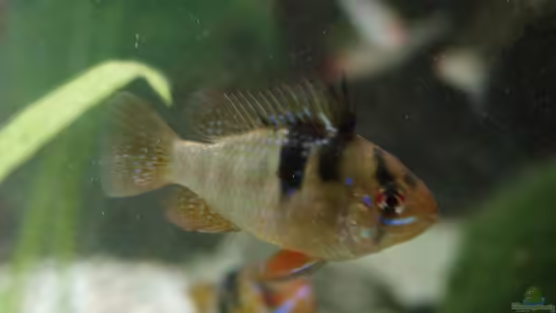 Mikrogeophagus ramirezi w von Thomas Rengier (12)