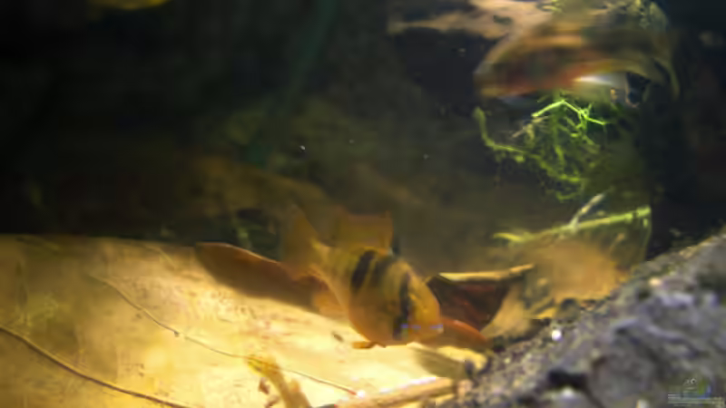 Mikrogeophagus ramirezi Weibchen (genießt ihre kurze ´Babypause´) von **Die Julia** (17)