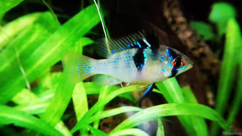 Mikrogeophagus ramirezi weibchen von David Schneider Aquaristik (28)