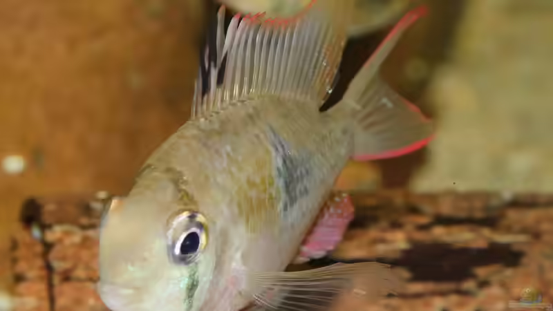 Mikrogeophagus sp. Zweifleck F1 aus dem Rio Guapore von ravaka (46)