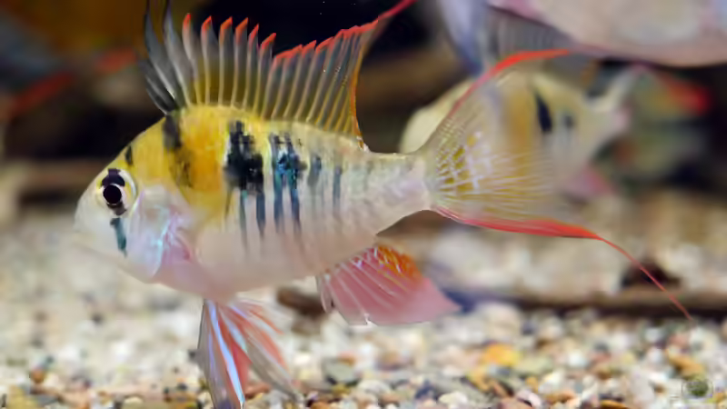 Mikrogeophagus sp. Zweifleck F1 aus dem Rio Guapore von ravaka (47)