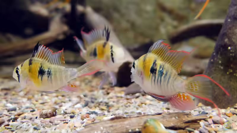 Mikrogeophagus sp. Zweifleck F1 aus dem Rio Guapore von ravaka (48)