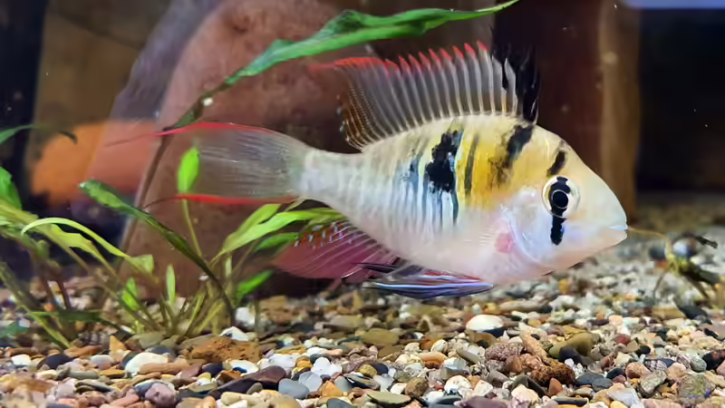 Mikrogeophagus sp. Zweifleck F1 aus dem Rio Guapore von ravaka (49)