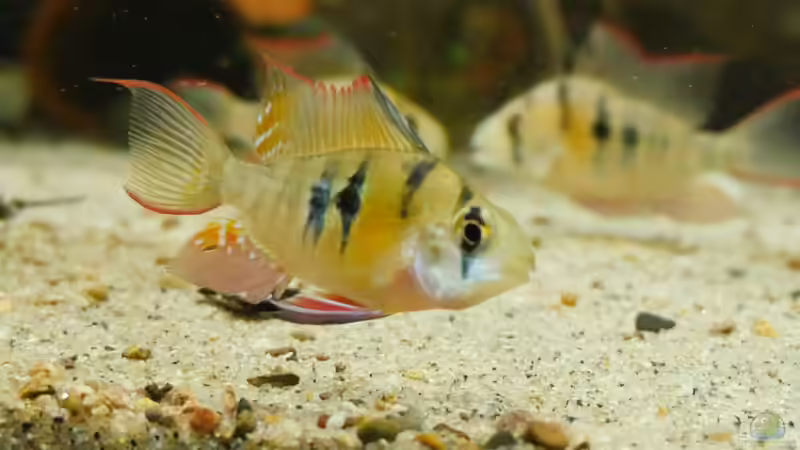 Mikrogeophagus sp. Zweifleck F1 aus dem Rio Guapore von ravaka (51)