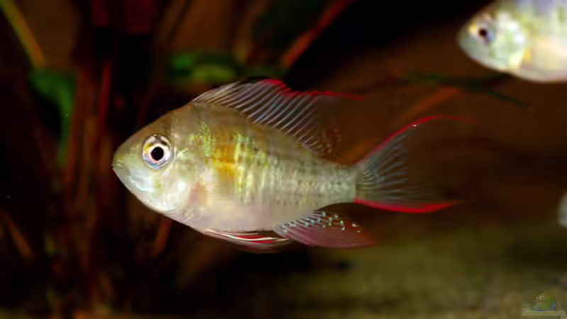 Mikrogeophagus sp. Zweifleck F1 aus dem Rio Guapore von ravaka (52)