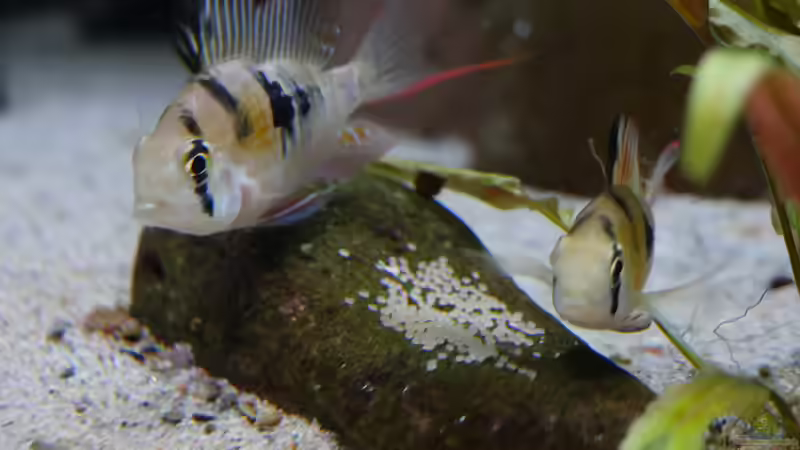 Mikrogeophagus sp. Zweifleck F1 aus dem Rio Guapore von ravaka (53)