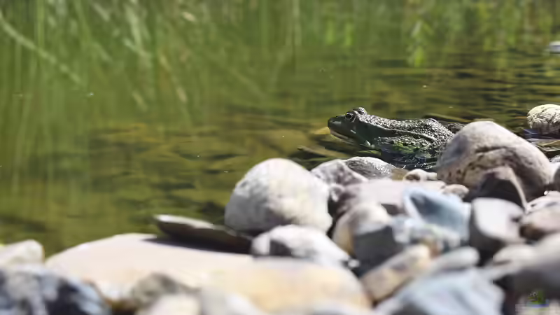 Mikrohabitate am Teichrand: Warum kleine Kiesflächen wichtig sind