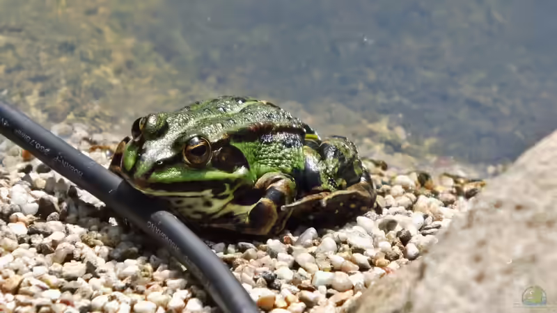 Mikrohabitate am Teichrand: Warum kleine Kiesflächen wichtig sind