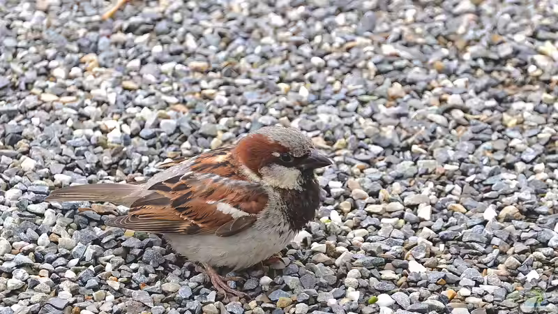 Mikrohabitate am Teichrand: Warum kleine Kiesflächen wichtig sind