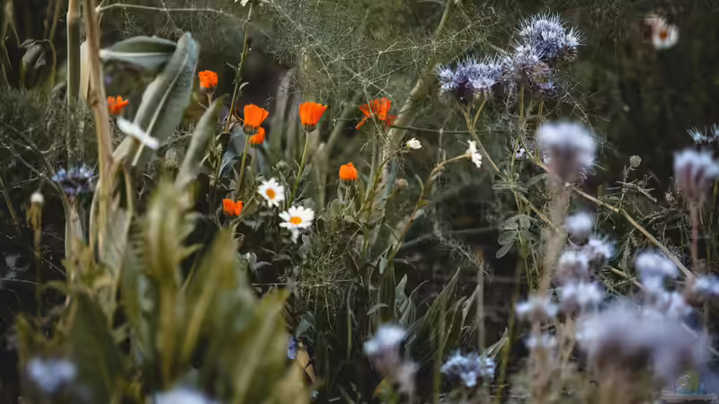 Mikroklima im Garten: So kannst du es positiv beeinflussen