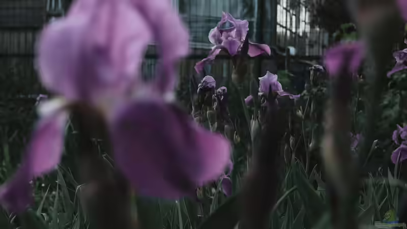 Mikroklima im Garten: So kannst du es positiv beeinflussen