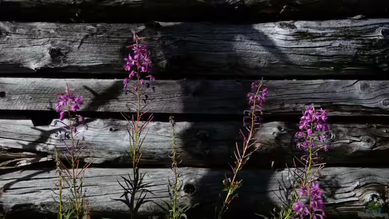 Mikroklima im Garten: So kannst du es positiv beeinflussen