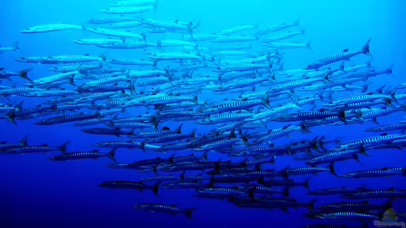 Mikronesien: Ein Paradies für Aquarianer und Naturfreunde