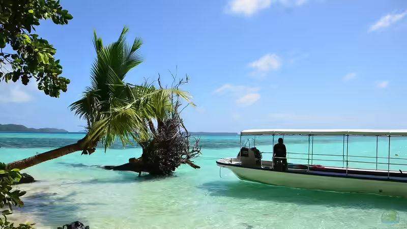 Mikronesien: Ein Paradies für Aquarianer und Naturfreunde