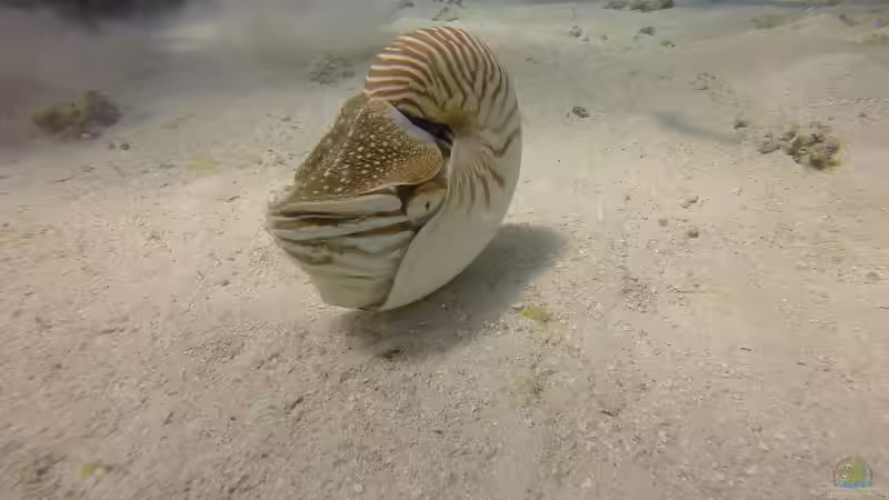 Mikronesien: Ein Paradies für Aquarianer und Naturfreunde