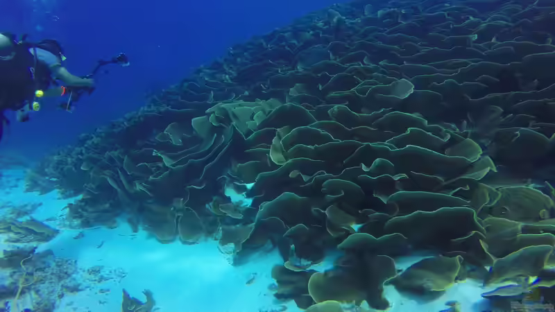 Mikronesien: Ein Paradies für Aquarianer und Naturfreunde