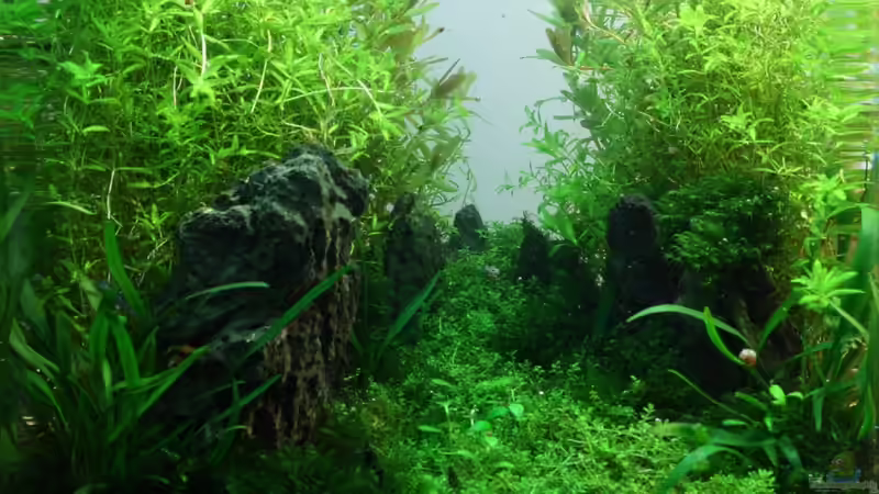 Milestones von Arami Gurami (1)