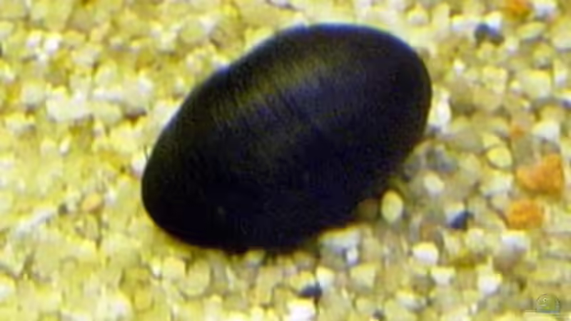 Military-helmet-Schnecke von The_Lizardking (20)