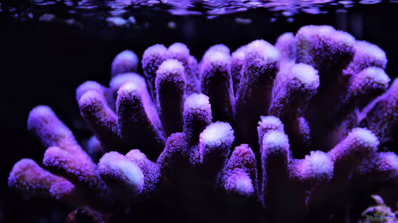 Milka von Thomas S-H (8)