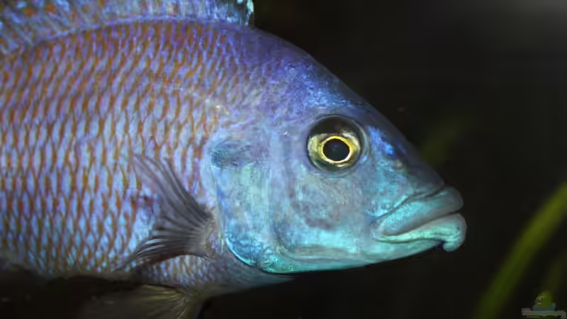 Milomo von knoeri (6)