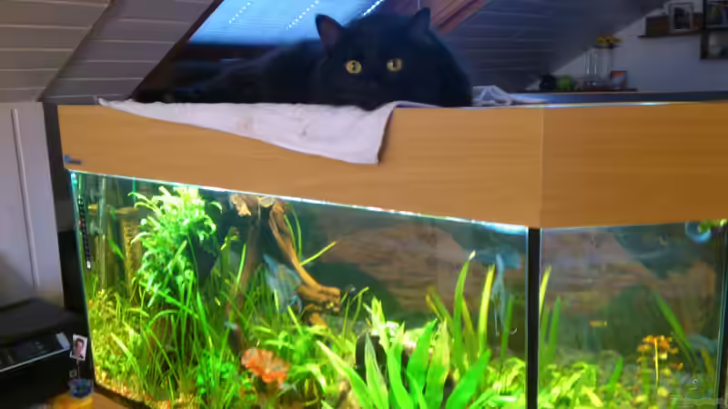 Milow und sein Aquarium von EvilChicken (1)