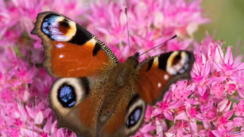 Mimikry - Täuschungskunst der Natur und faszinierende Überlebensstrategie im Tierreich