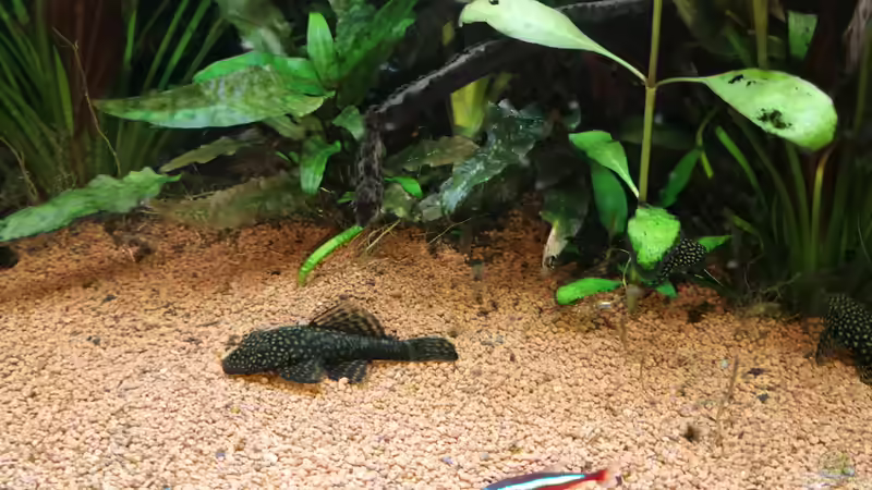 Mindestens 12 Welse (eigene Nachzuchten)  von Ralf Bercke (26)