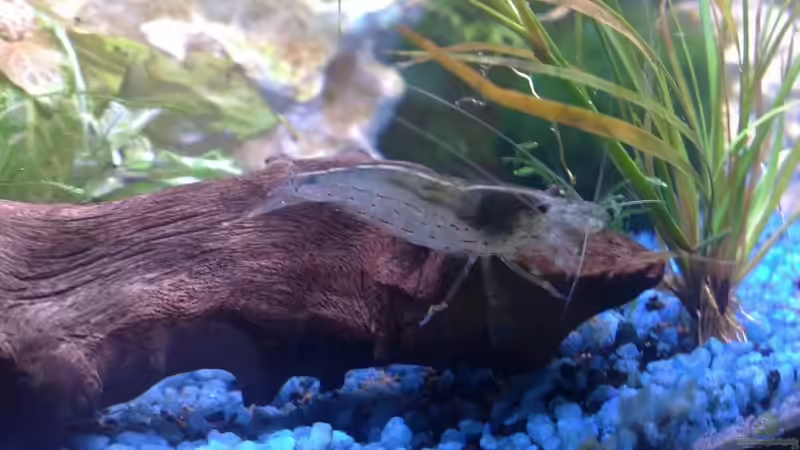 Mine - eine unserer Amanogarnelen von *~Betty~* (7)