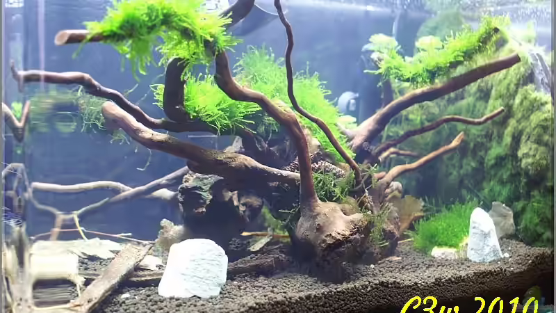 Mineral Stones, Wurzel und Moosbestückte Schieferplatte von Christian Zwick (8)