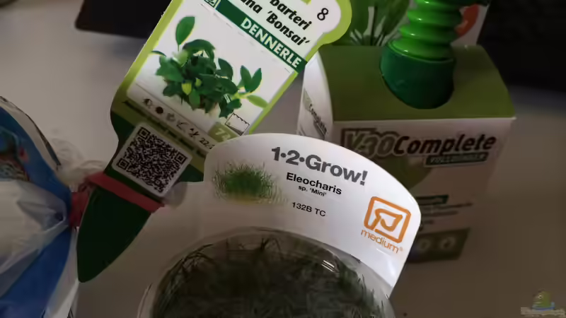 Mini Anubie und Mini Nadelsimse von Ayahuasca (81)