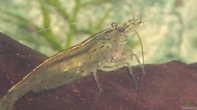 Mini Armano( ca 40 - 50 Stk.)´ eigene Nachzucht ´ von Occellaris (17)