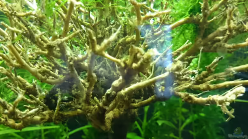 Mini-Baum auf Schieferplatte (bestückt mit Javamoos) von Jahira (9)