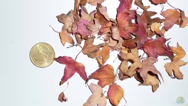 Mini Blätter meines Ahorn Bonsais von *Dominique* (14)