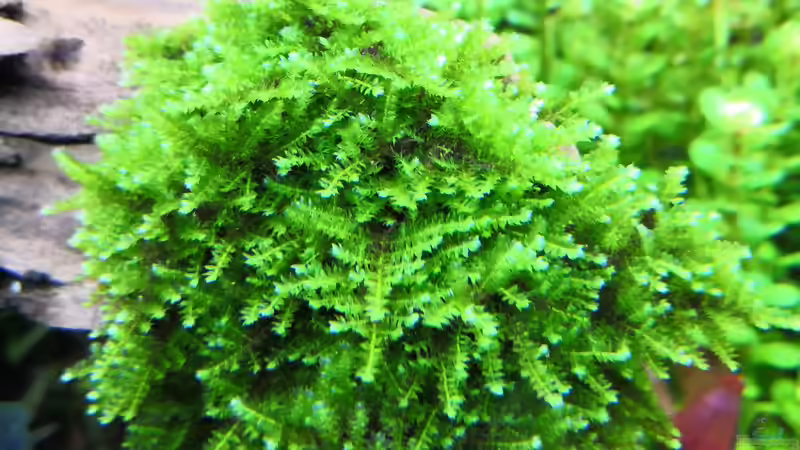 Mini Christmas Moos  von Aquaritch (23)