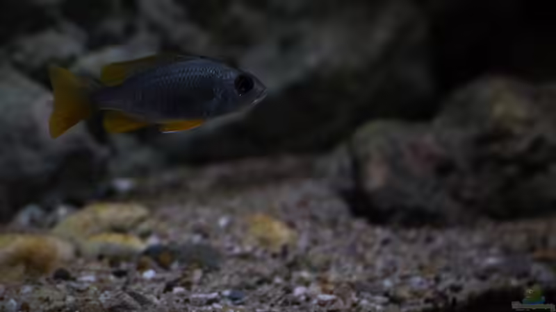 ´mini´ Copadichromis borleyi Kadango ´red fin´ kurz vorm schöafen gehen .. von AjakAndi (78)