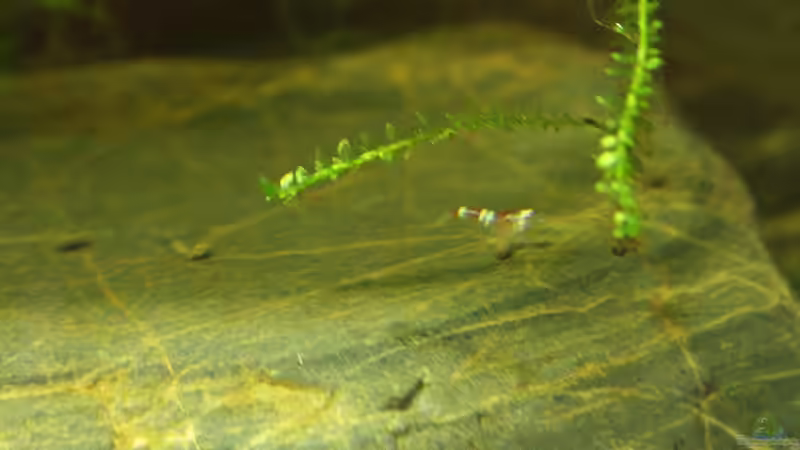 Einrichtungsbeispiele mit Caridina cantonensis Crystal Red (Kristallrote Zwerggarnele)