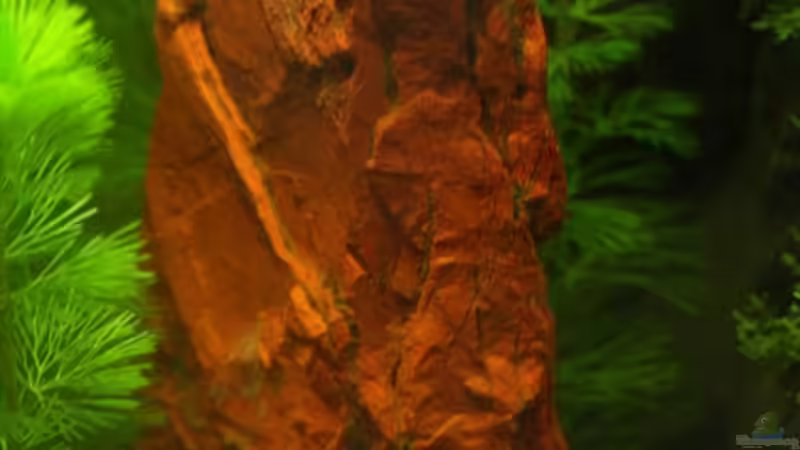 Mini-Felsen als Blickfang von Thorsten (5)