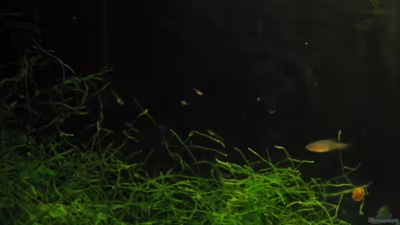 Mini Galaxy von Sven Kliche (12)