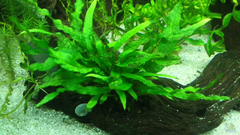 Mini Javafarn von Fuujida (11)