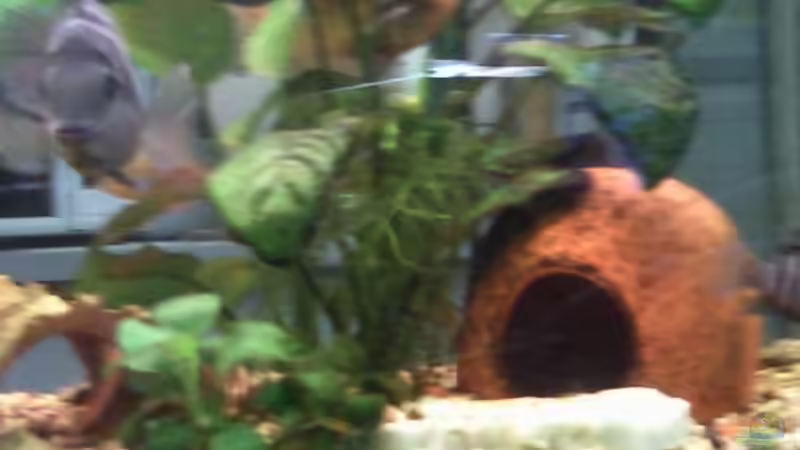 Mini Kirschblatt,Anubias im hintergrund von mikael38 (19)