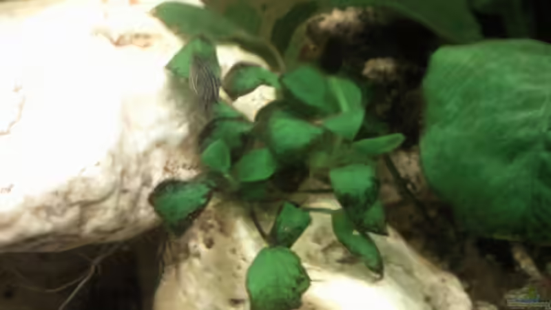 Mini Kirschblatt im Steinaufbau vorne links von mikael38 (9)