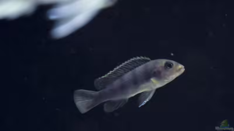 Mini Mbamba von Ivory (10)