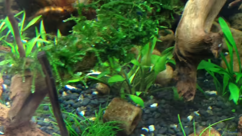 Mini-Moos - Taxiphyllum spec. von Walde (44)