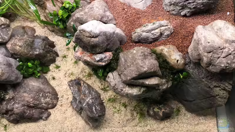 Eleocharis acicularis im Aquarium oder Gartenteich (Einrichtungsbeispiele mit Nadelsimse)